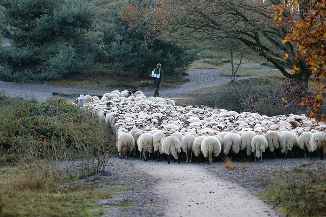 brunssummerheide natuur in limburg onderhouden door schapen