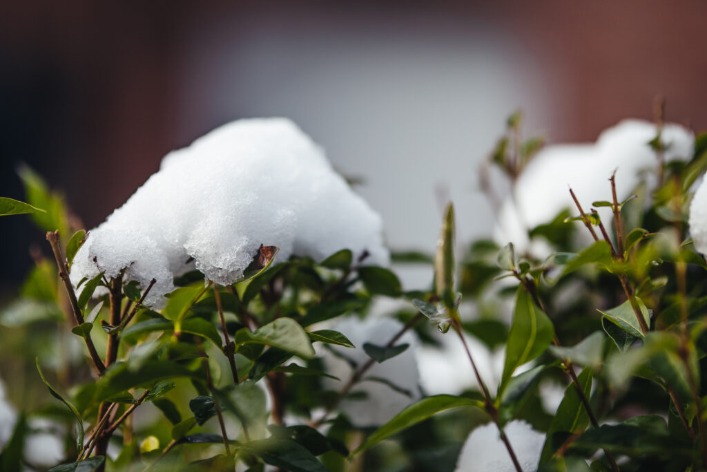 Struik bedekt met sneeuw
